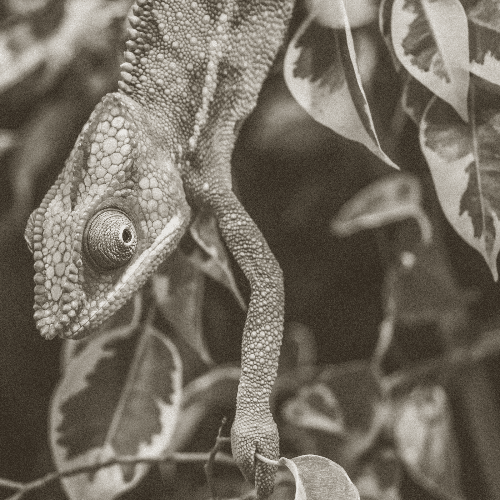 A sepia photo of a chameleon
