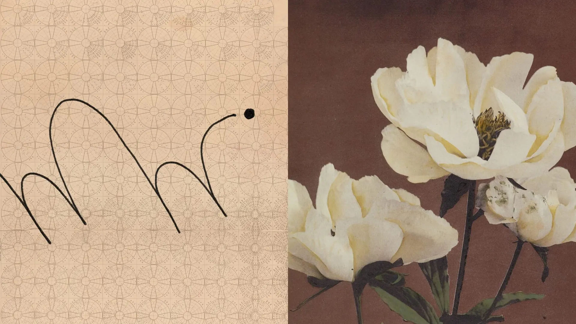 Split image showing minimalist line drawings on the left and white peonies against a brown background on the right.